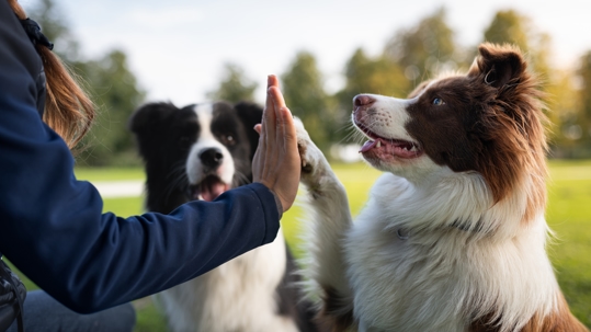 dog high five